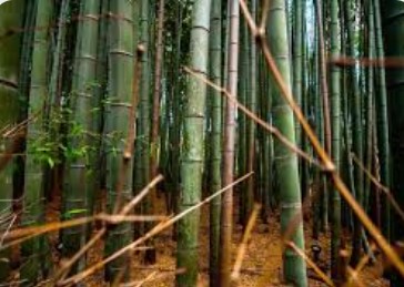 jenis bambu untuk saung