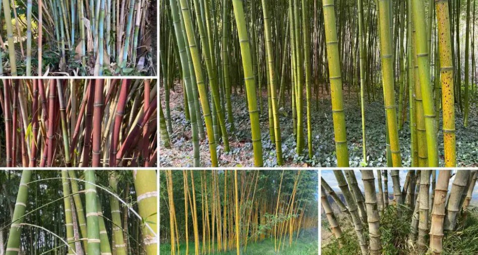 jenis jenis bambu