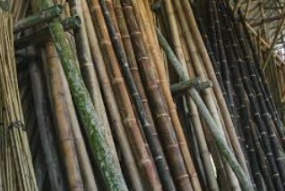 pengawetan bambu